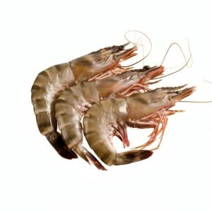 قشم ماهی، میگو ببری خلیج فارس