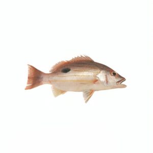 قشم ماهی، ماهی تک خال خلیج فارس