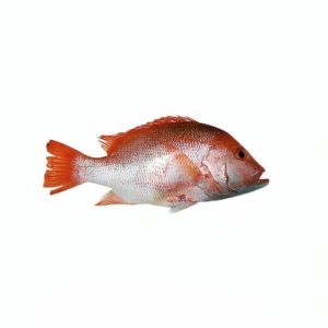 قشم ماهی، ماهی سرخو چمن خلیج فارس