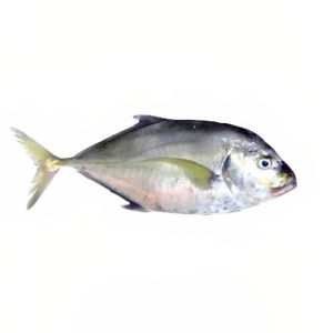 قشم ماهی، ماهی مقوا خلیج فارس