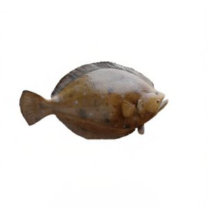 قشم ماهی، ماهی کفشک خلیج فارس