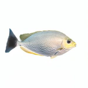 قشم ماهی، ماهی صافی خلیج فارس