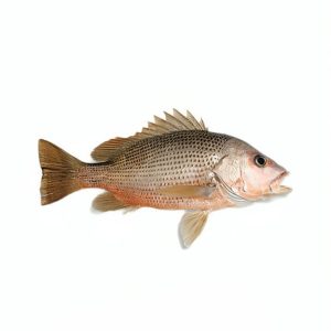 قشم ماهی، ماهی سرخو دم طلا خلیج فارس