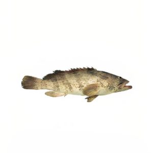 قشم ماهی، ماهی هامور زیتونی خلیج فارس